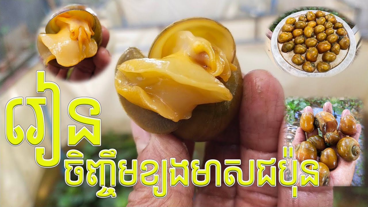 រៀនចិញ្ចឹម ខ្យងមាសជប៉ុន ឬ ខ្យងឈឺរី Golden Snail Raising