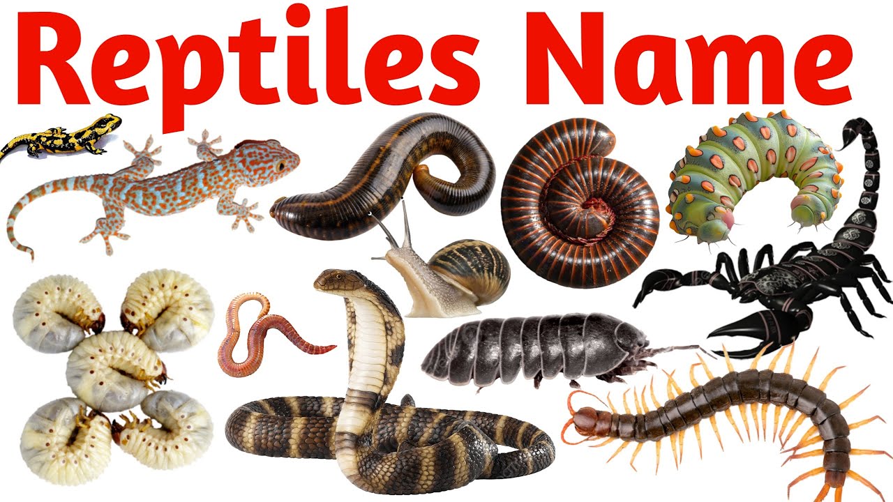 20 Reptiles Name in English | Learn Reptile Animals for Kids with Pictures  Sounds | Animal Learning