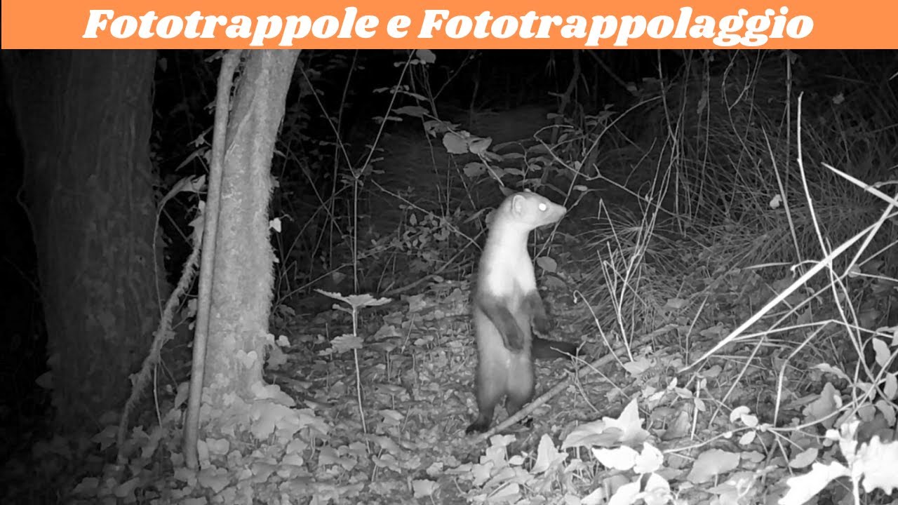 I migliori consigli per fotografare gli animali con una fototrappola economica