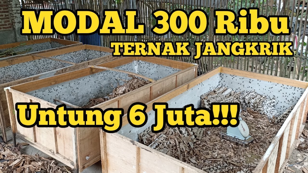 USAHA TERNAK JANGKRIK MASIH MENGUNTUNGKAN USAHA TERNAK 2023 MODAL KECIL USAHA SAMPINGAN
