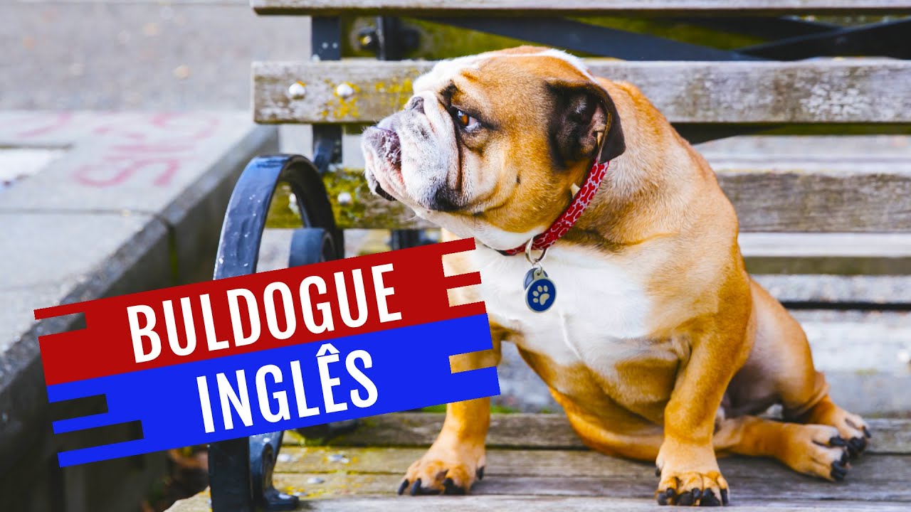 Cino Ra&ccedil;a: BULDOGUE INGL&Ecirc;S
