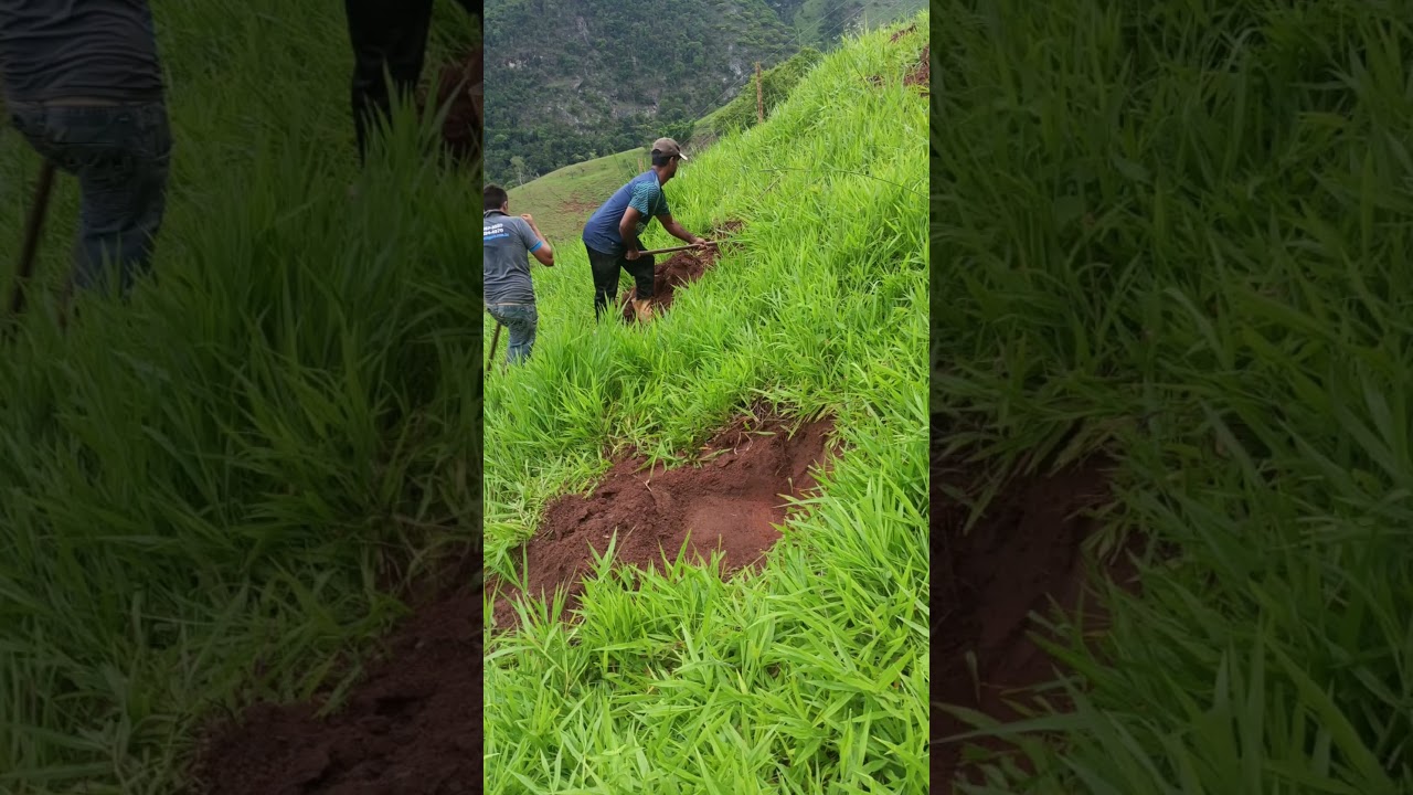 MUDAS DE &Aacute;RVORES PARA PLANTIO EM NASCENTES #agua#reflorestamento#plantio#nascentes#shoetsvideo
