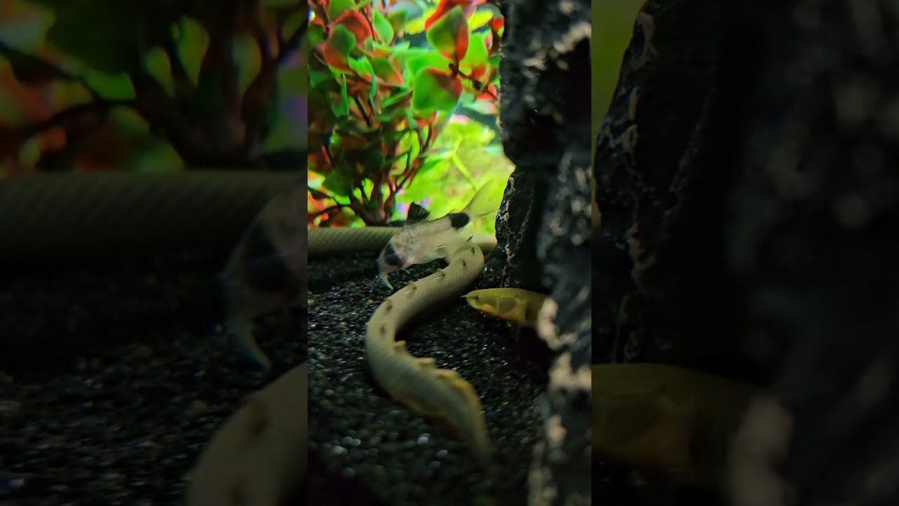 Dragon 🐉 and Medusa 🐍#createdbykenny #aquarium #fish