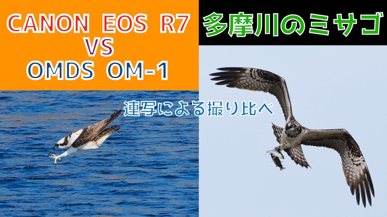 CANON EOS R7 против OMDS OM-1 / Скопы на реке Тама / Сравнение серийной съёмки / № 169