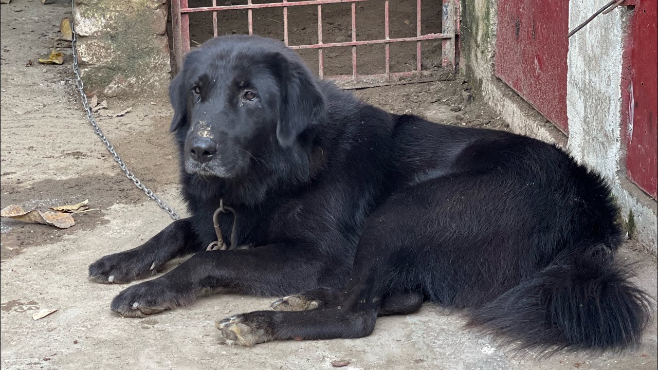 Bakarwal dog Interview of Khan Ali at his Dera in Jhelum
