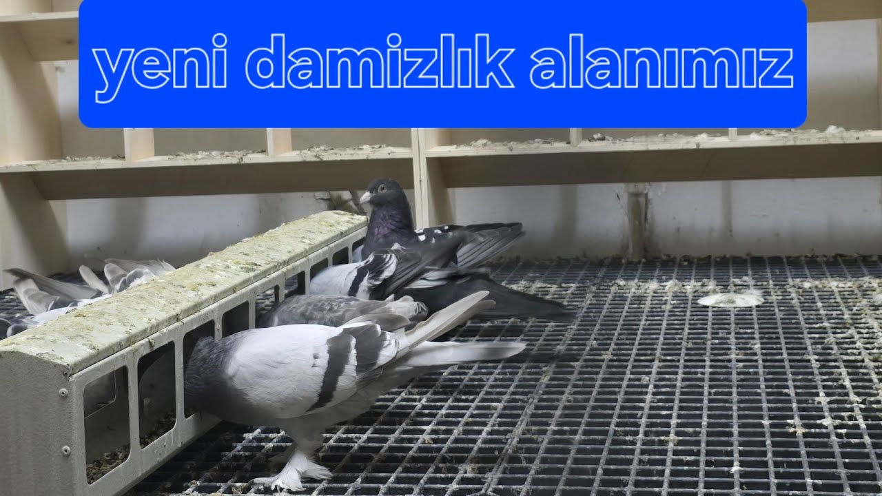 Yeni üretim hanemiz.#taklacı #güvercin #herkes #pigeon 