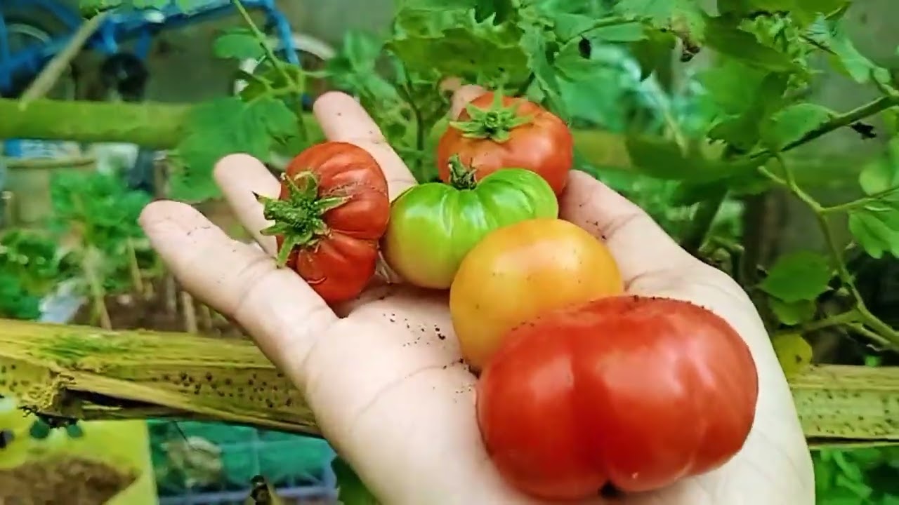 PANEN⁉️PEKARANGAN RUMAH 🏡 TETAP PRODUKTIF DI MUSIM HUJAN .