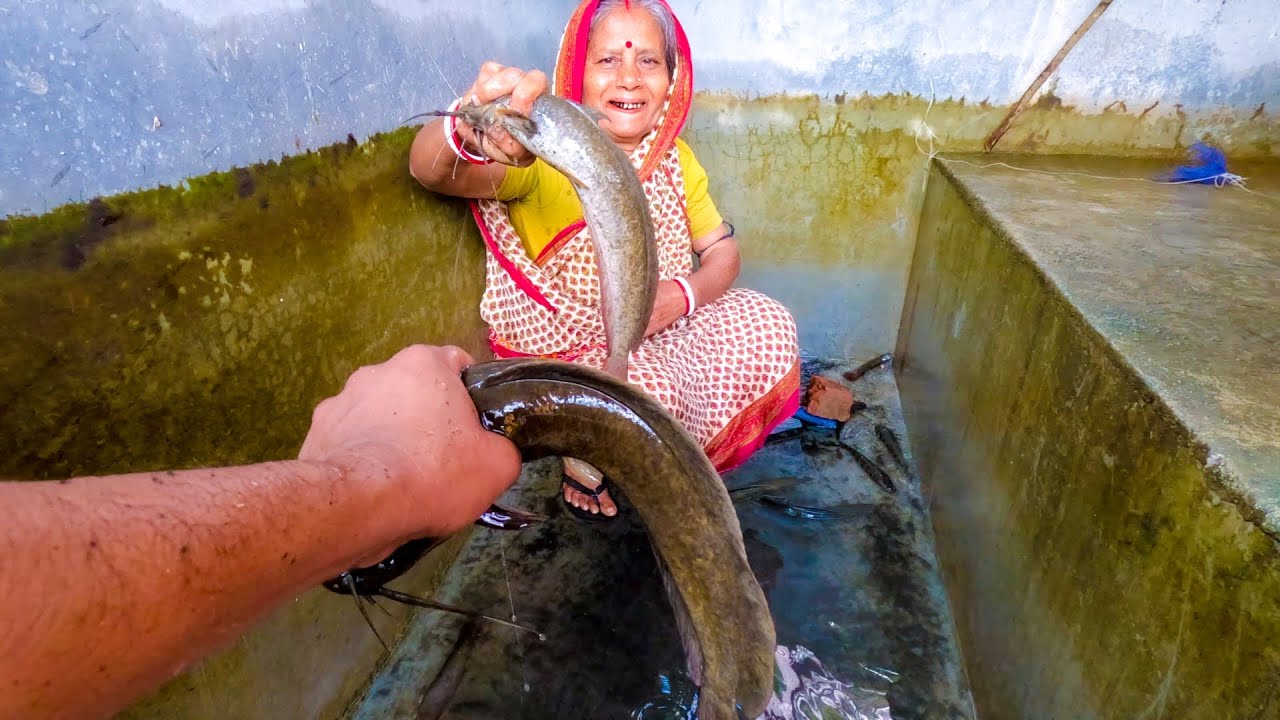 দেখুন ক্যামেরাম্যানের পুকুরের মাছ কত বড় হয়েছে | কম মশলায় কচি কাঁচকলা দিয়ে এক স্বাস্থ্যকর রেসিপি|