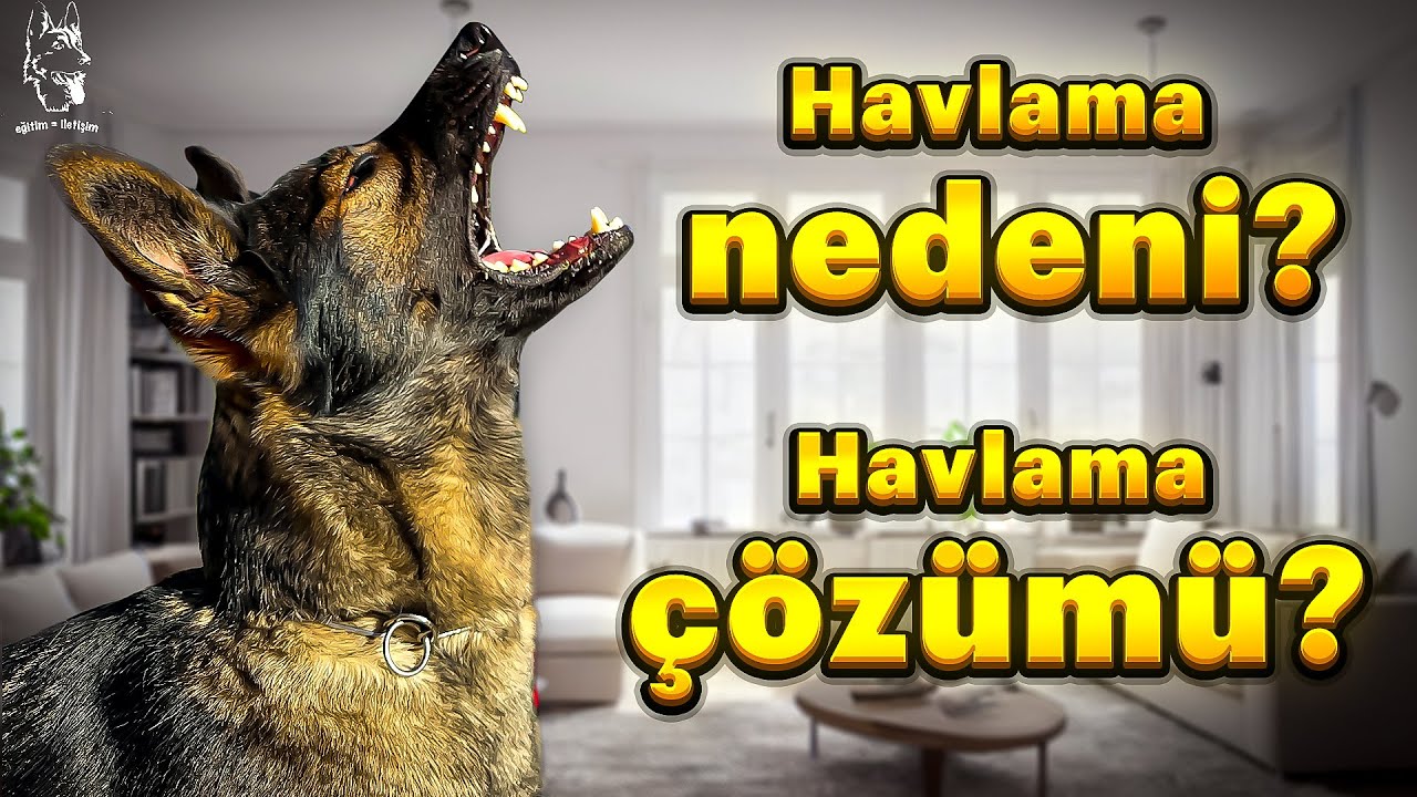 KÖPEKLERİN GEREKSİZ HAVLAMASINA ÇÖZÜM.🐶🐾