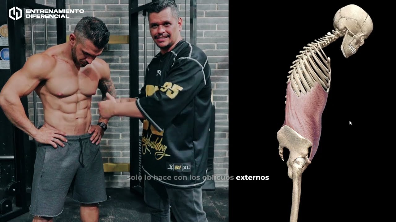 Entrenamiento Abdomen Análisis Anatómico Funcional PARTE 1 Entrenamiento Diferencial