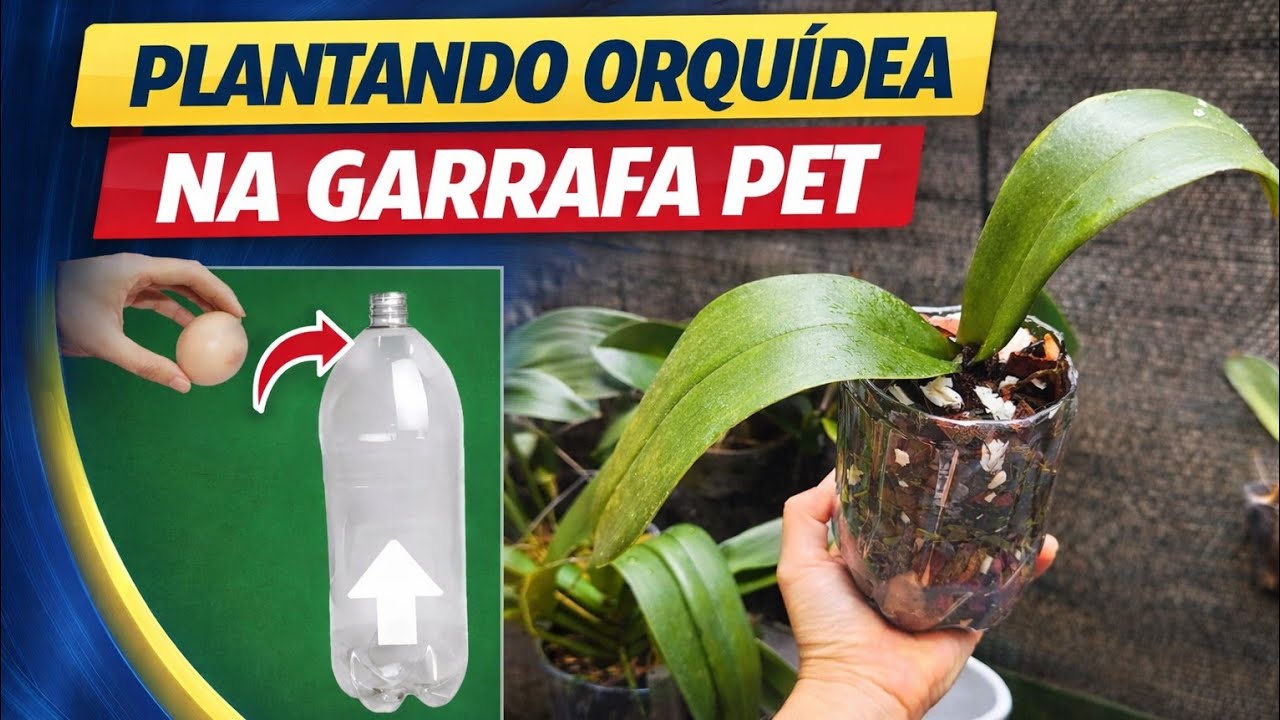 Como PLANTAR ORQUÍDEA na GARRAFA PET! Veja como fazer um vaso!