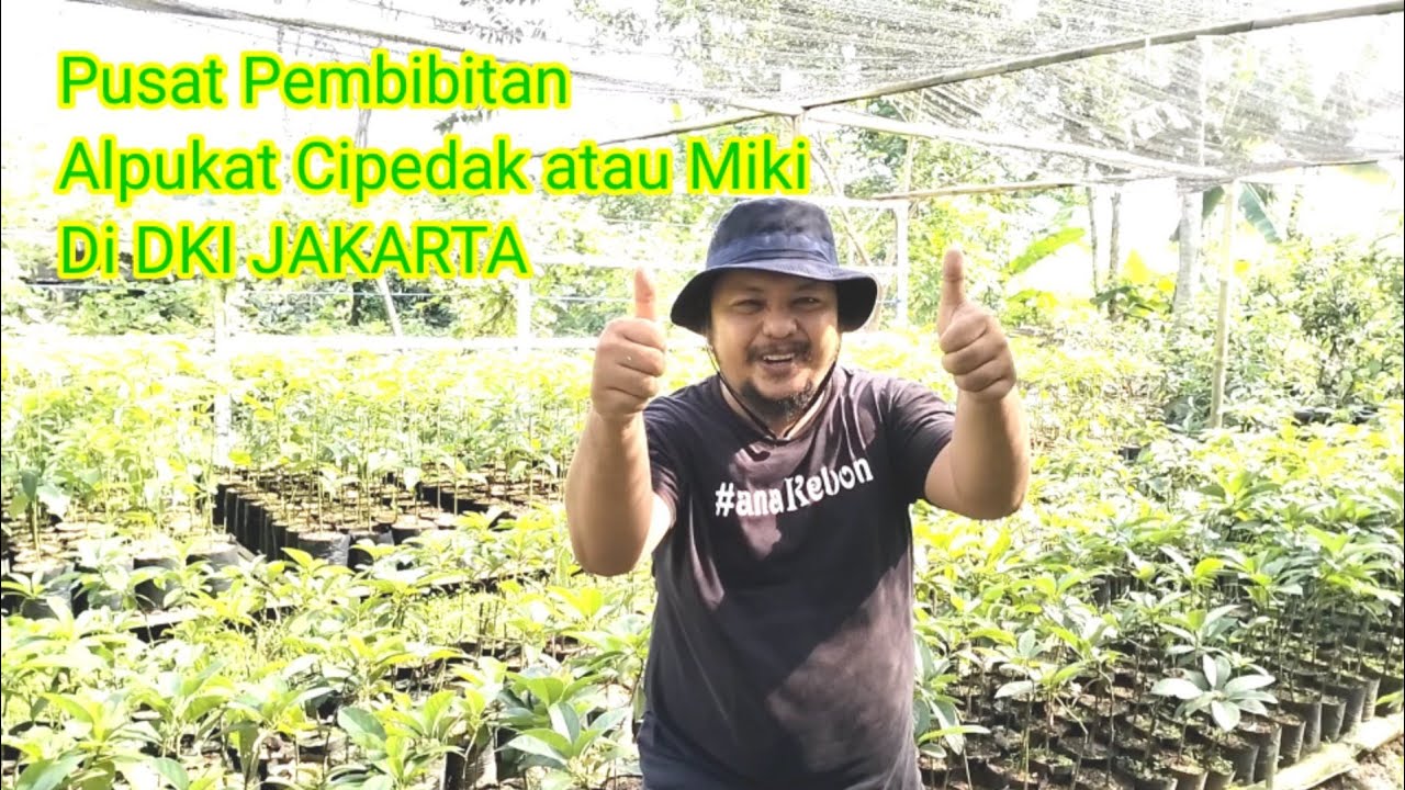 Pusat Pembibitan Alpukat Cipedak Ahmad Fahrizal