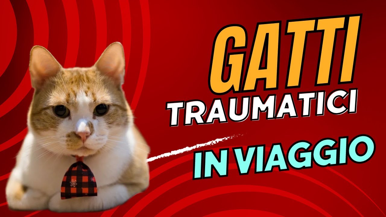 CONSIGLI DI VIAGGIO CON GATTI AGITATI