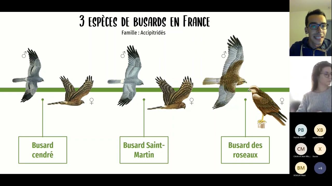 Formation - Savoir identifier et protéger les busards