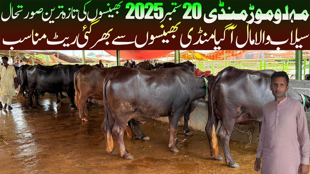 Today Malumor Mandi 20 September 2025 - Nili Ravi Buffalo - Buffalo Market Pakistan - Janwar Mand