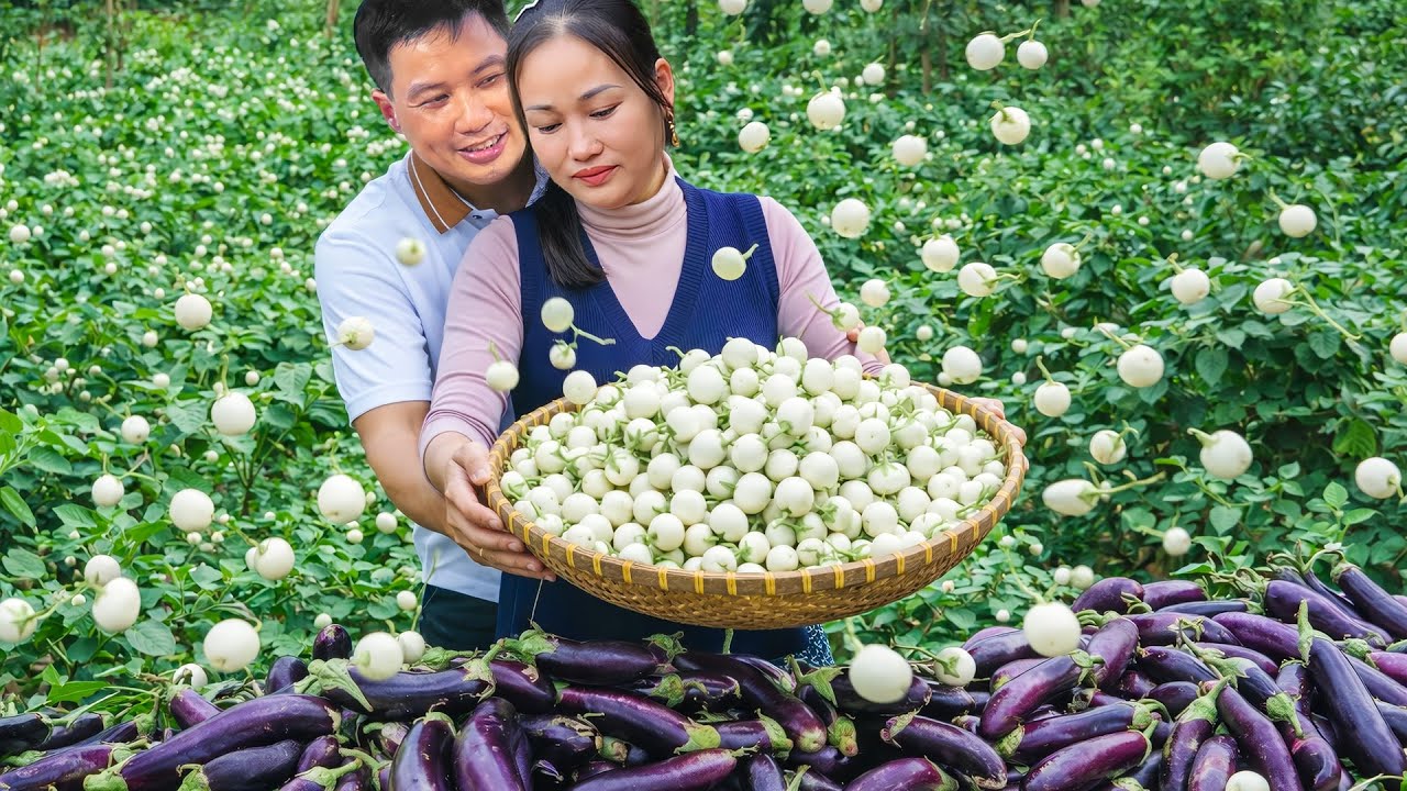 Happy Couple Harvest Eggplant and White Eggplant to Sell - Cooking Happy Family Meal
