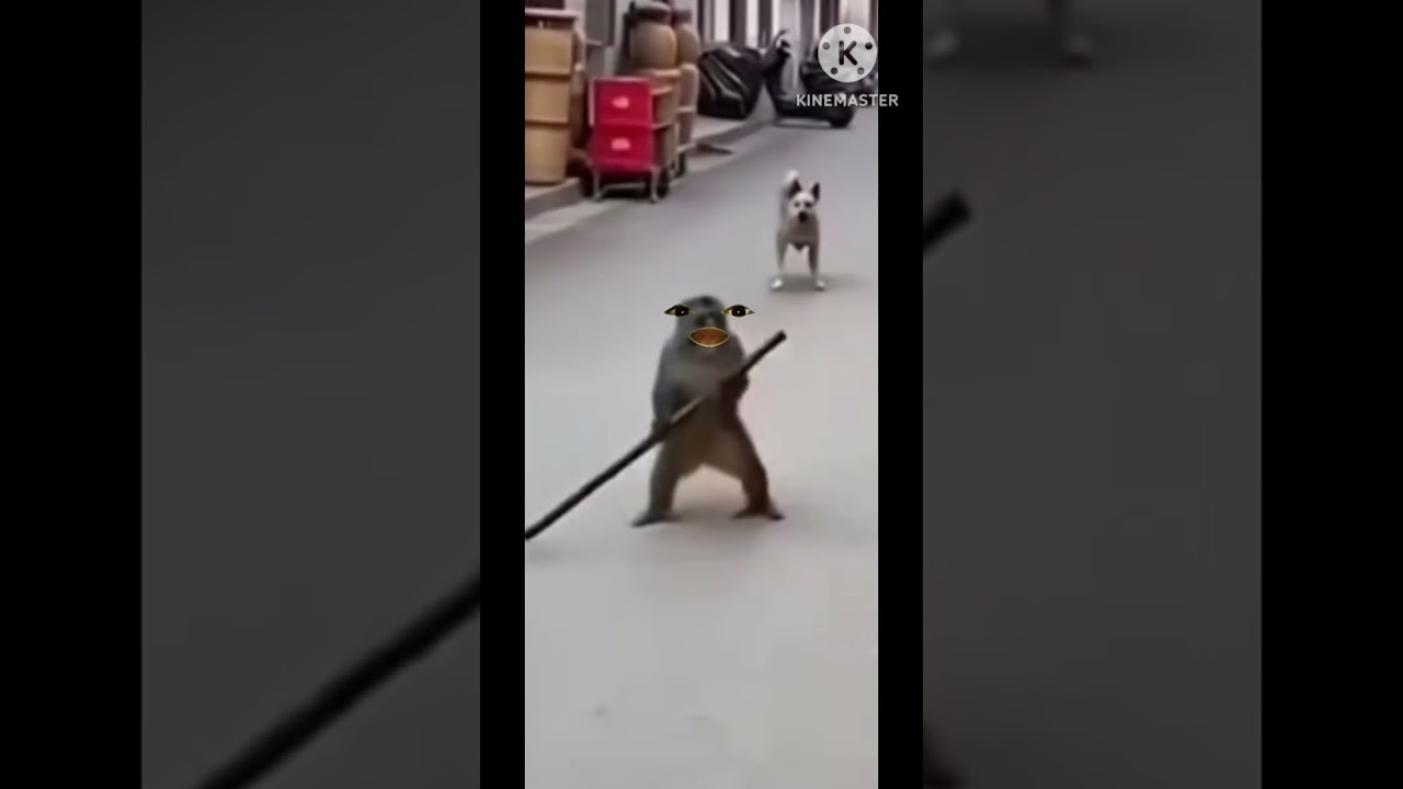 😆Monkeys bhai hi kehde😀