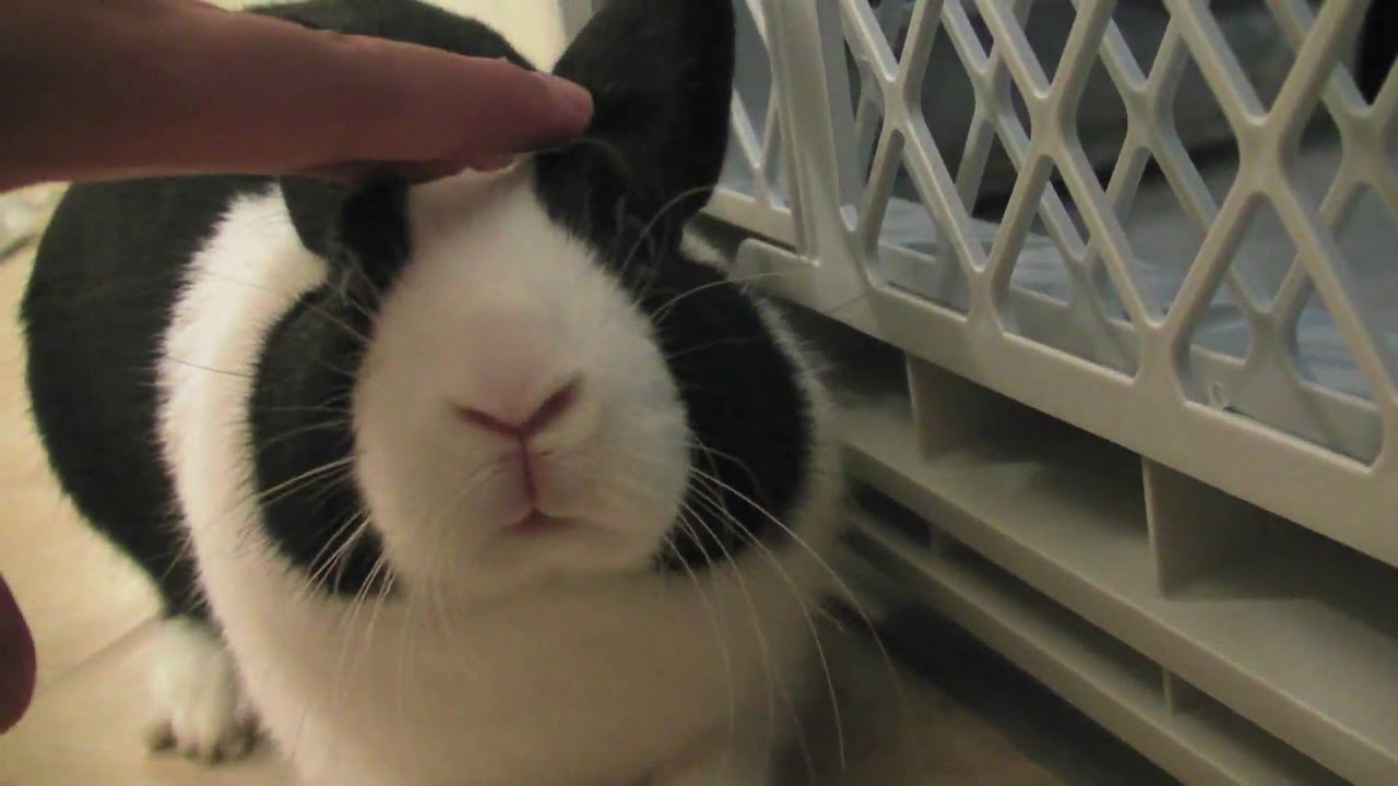 Bunny Nose
