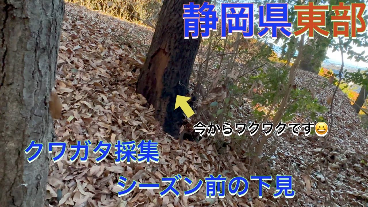 静岡県東部　クワガタ採集場新規開拓&場所の確認