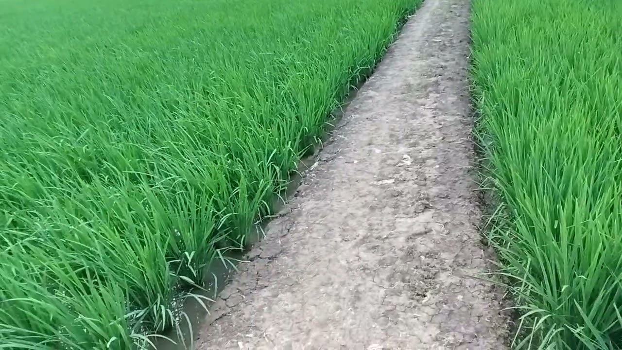 Inilah pesawahan Petani krasak sidamulya blok lengbaya 👍
