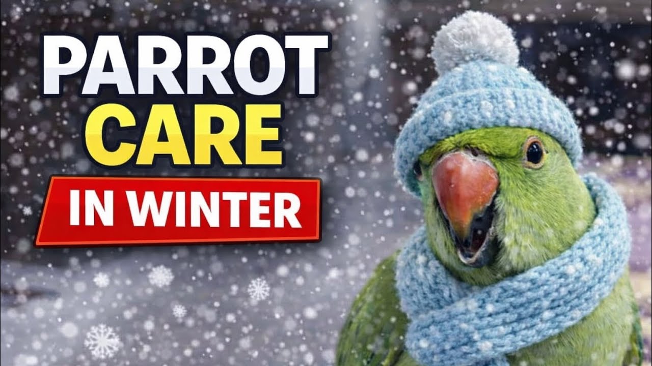 Parrot care in winters 🦜☃️ | Baby Totu | Fizi’s World | #babytotu #viralvideo #viral #youtube #video