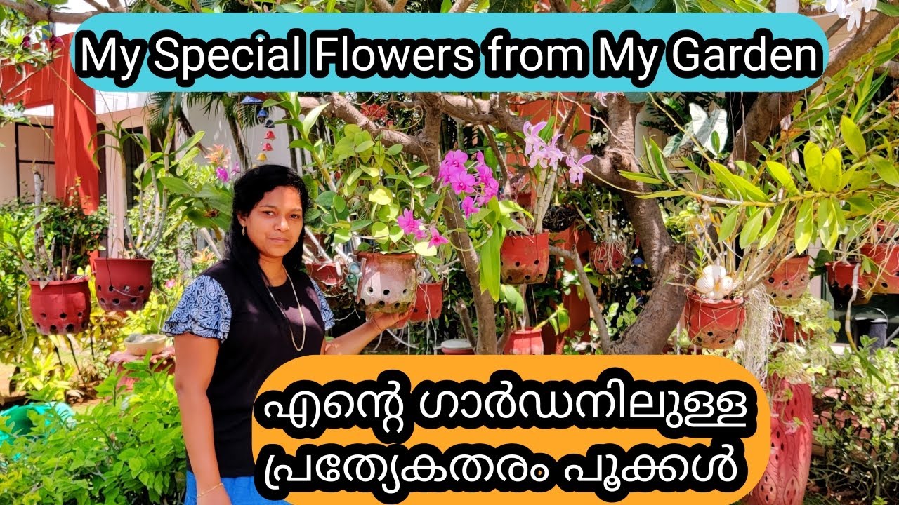 My fav flowers from my Garden | Home Garden | എനിക്ക് ഇഷ്ടമുള്ള എൻ്റെ ഗാർഡൻ പൂക്കൾ