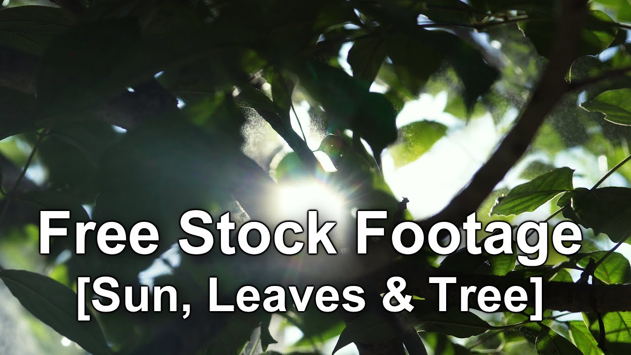 Free Stock Footage - Sun, Leaves and Tree (Nature concept), 4K