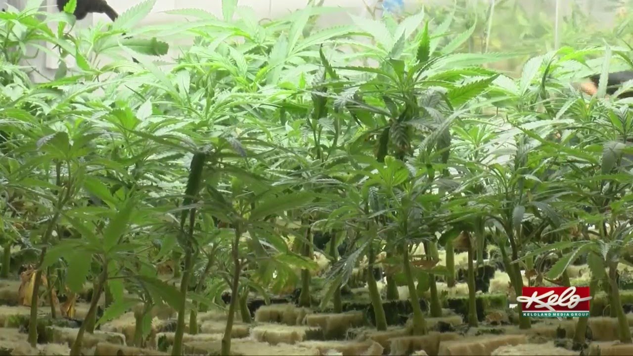 Medical marijuana bills pass the State Senate