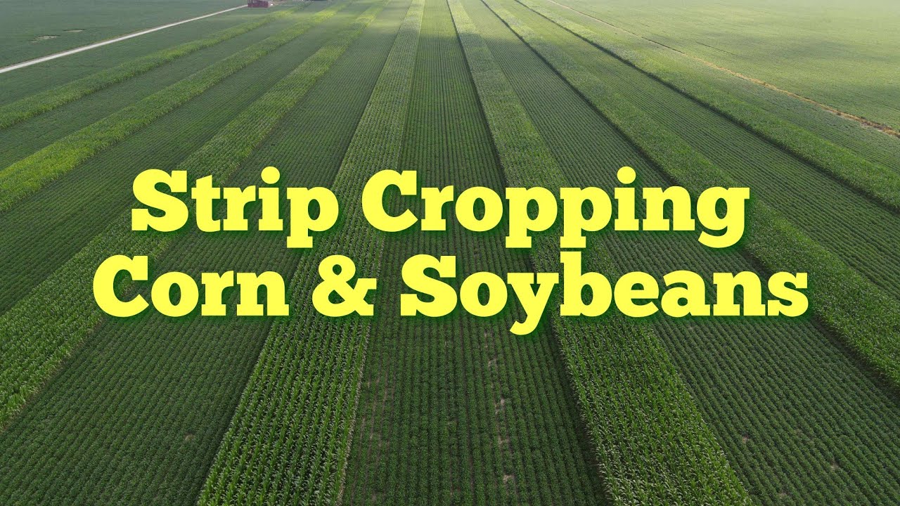 Fertilizing Strip Crop Corn And Soybeans