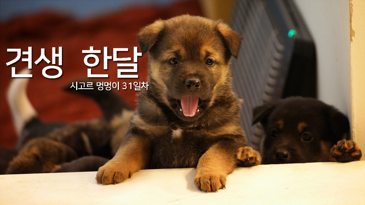 견생 31일차 기고르 멍멍이