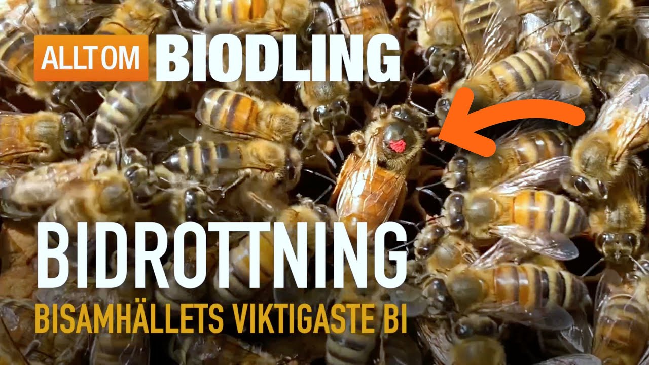 Bidrottning - Bisamh&auml;llets viktigaste bi | Honungsbin
