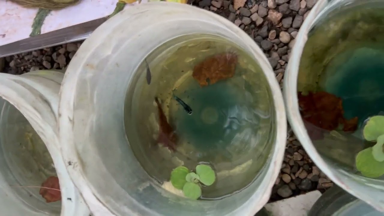 Hay están los bettas que están desovando
