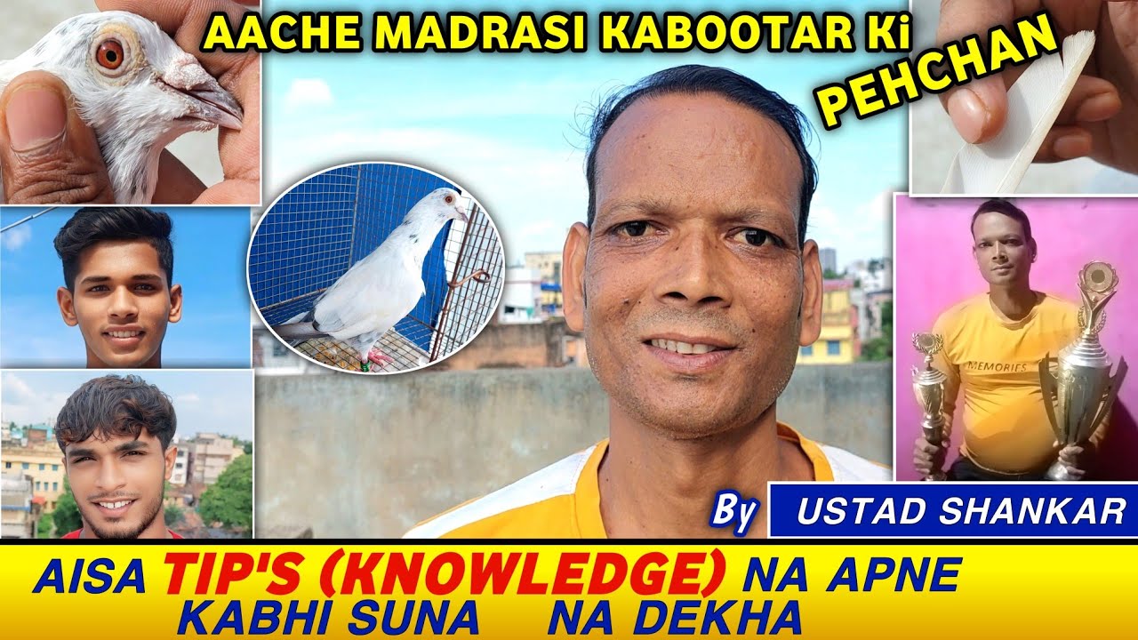 How To Identify A Good Quality Madrasi Pigeon By Ustaad Shankar |  Madrasi Kabootar Ki Pehchan
