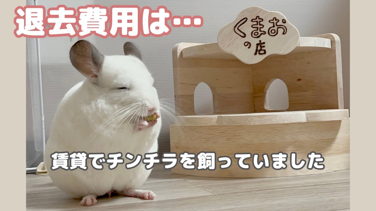 賃貸でチンチラ…気になる退去費用は