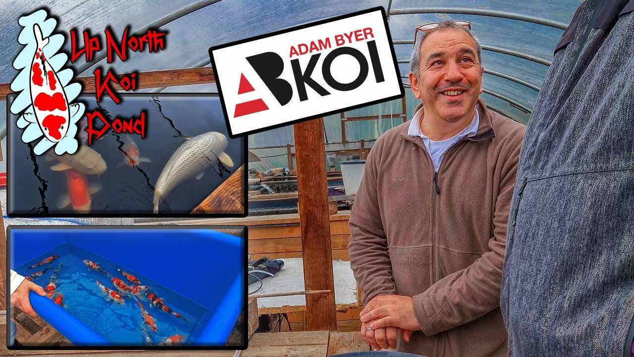 ADAM BYER Koi Farm Visit