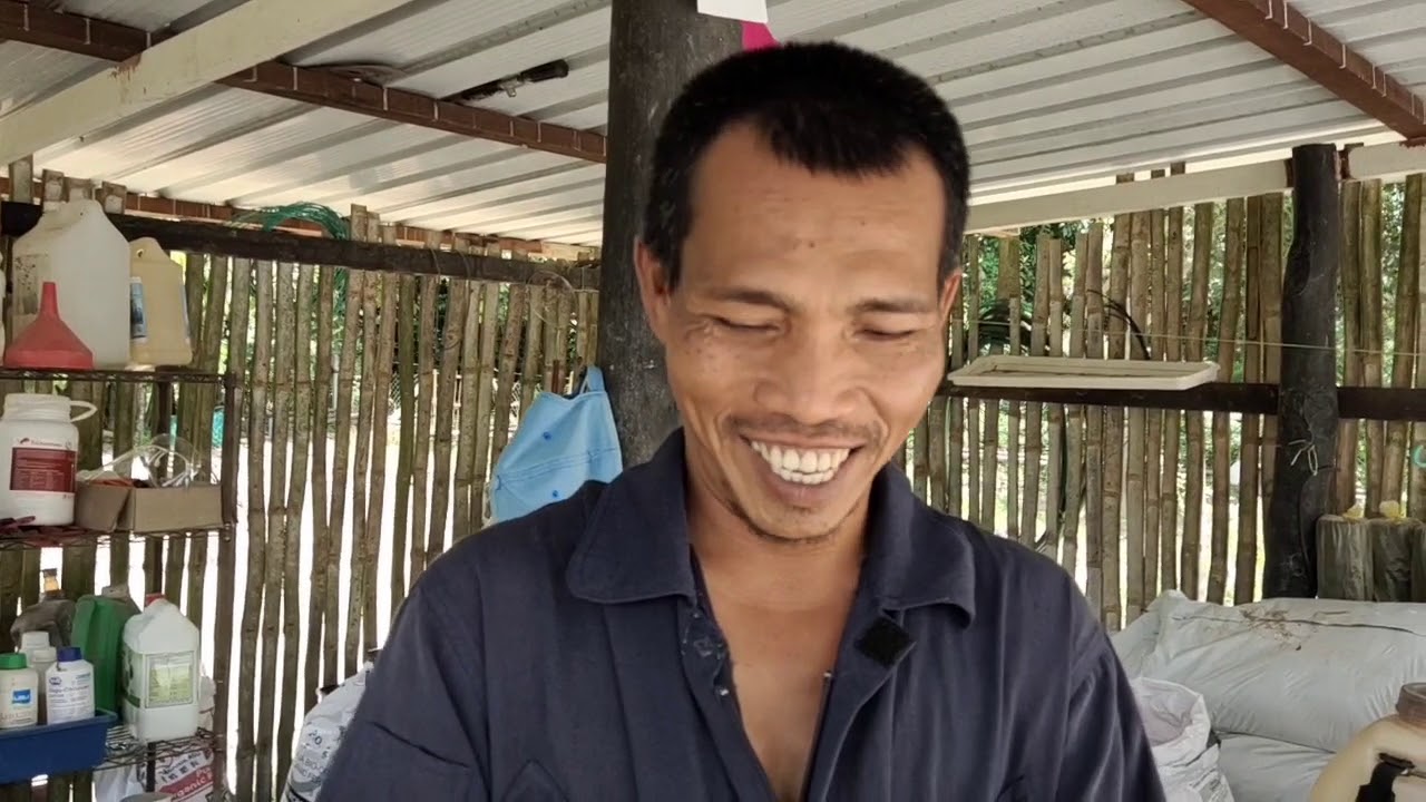 62) Hasil Cili Kampung ke 726 kilogram..Setelah 6 minggu menuai