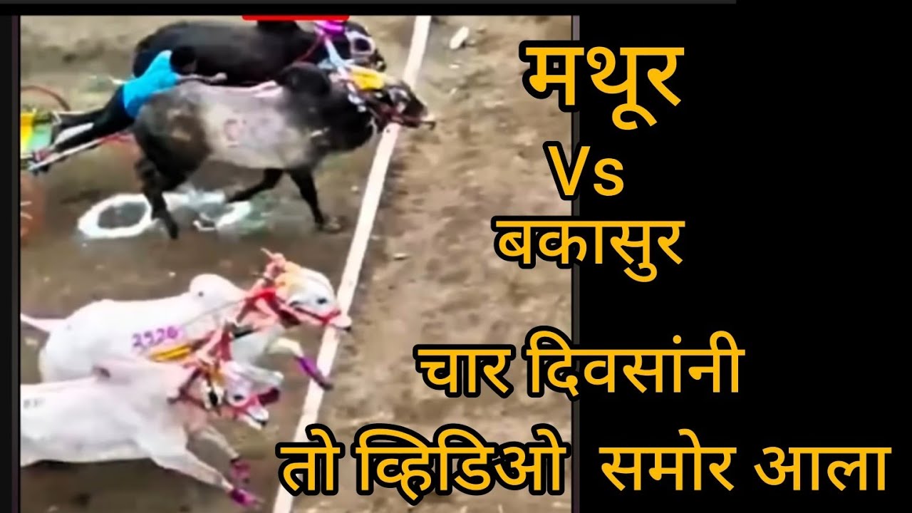 शेवटी तो video समोर आला #bailgadasharyat #hindkesri #bakasur #mathur #mathur1001 #बकासुर