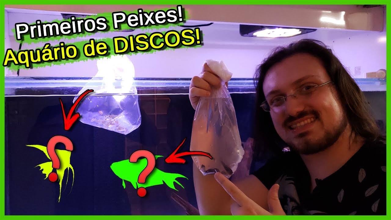 Coloquei os Primeiros Peixes no Aquário de DISCOS!