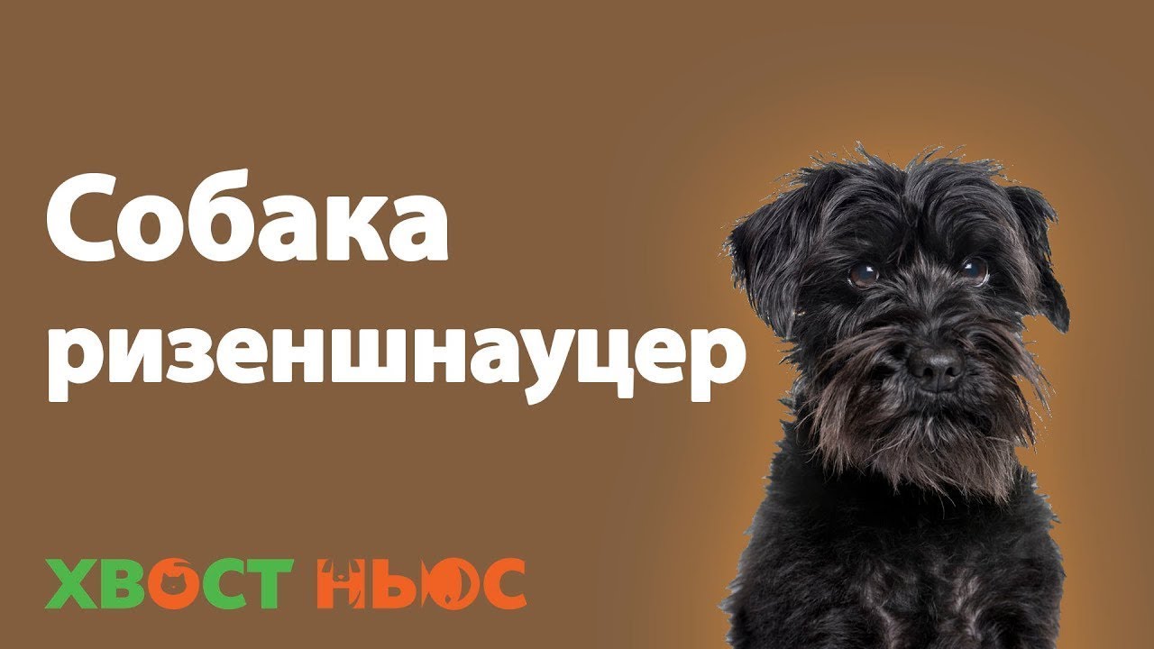 Все о породе ризеншнауцер