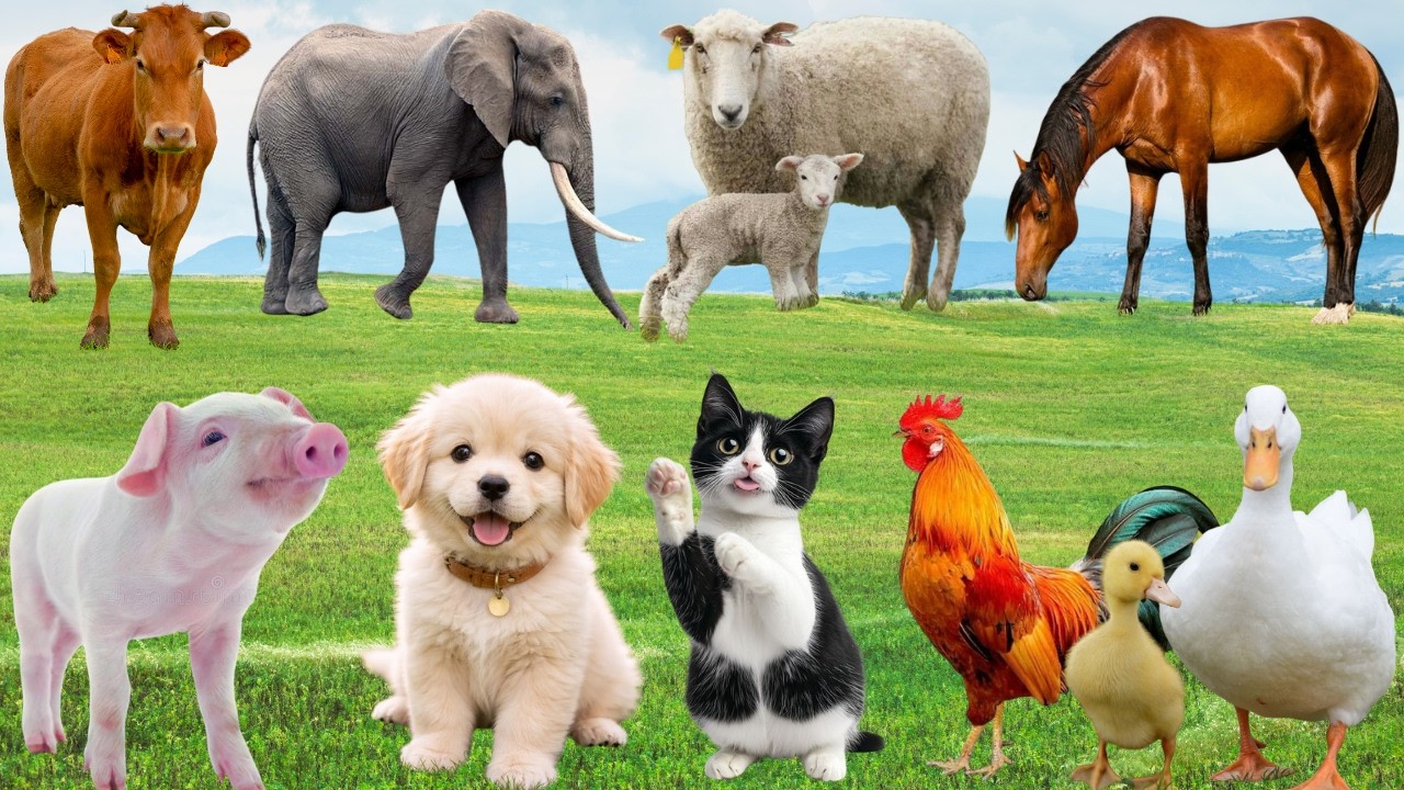 🌿 Đồng Quê Ngập Tràn “Khúc Ca Hạnh Phúc” – Khi Chó, Mèo, Heo & Gà Vui Từng Khoảnh Khắc | Animals 🐶🐱🐓