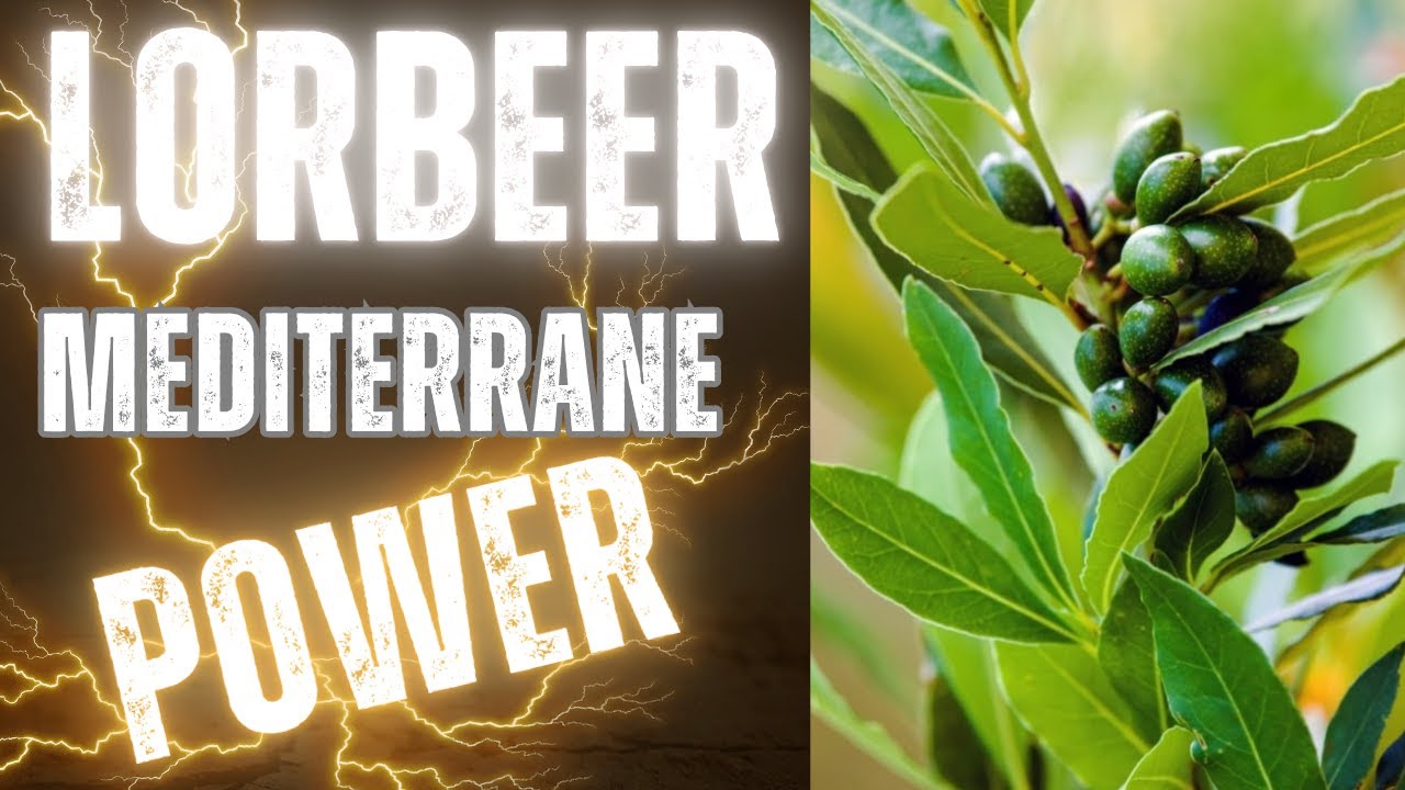 „Lorbeer: Das mediterrane Gesundheits-Wunder? Fakten, Nutzen & 3 einfache Anwendungen“
