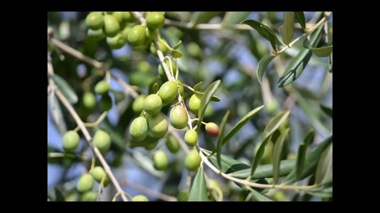 Olive Picking in Jaen province, Spain #spanishlife 