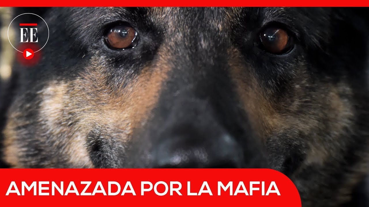 Sombra, la perra amenazada por la mafia | El Espectador