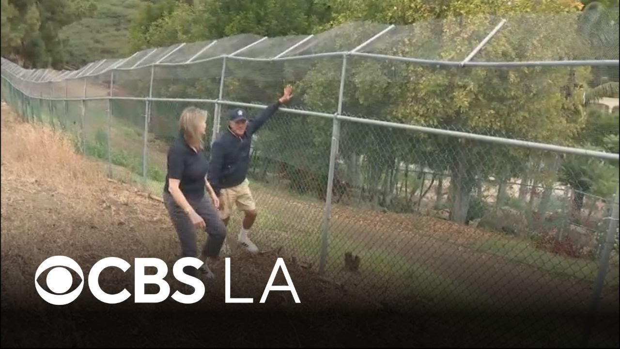 HOA sues Orange County family that built fence to protect their goats from coyotes