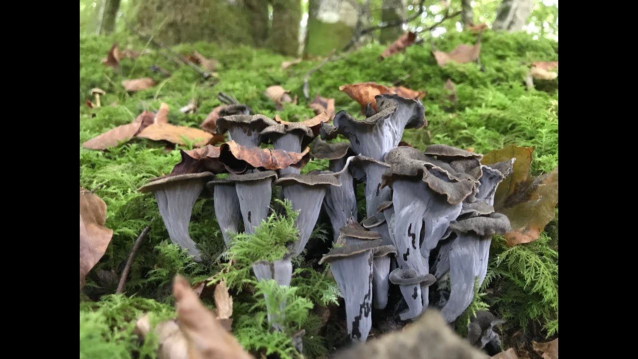 Craterellus Cornucopioides (Trompetas de la Muerte) 9 Octubre 2017
