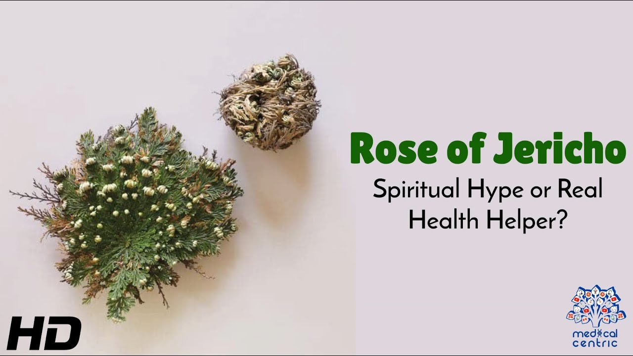 Rose of Jericho: Spiritual Hype or Hidden Health Hero