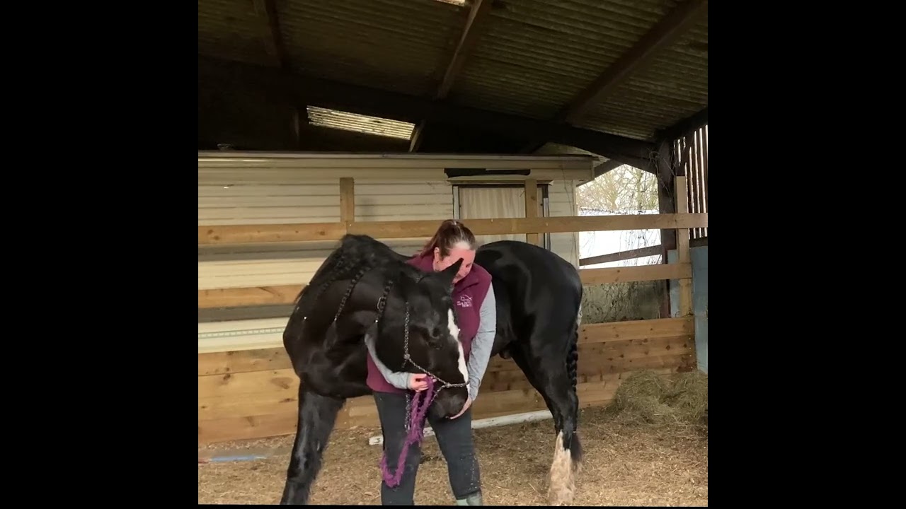 THH Week 4 - Equine Head and Neck stretches