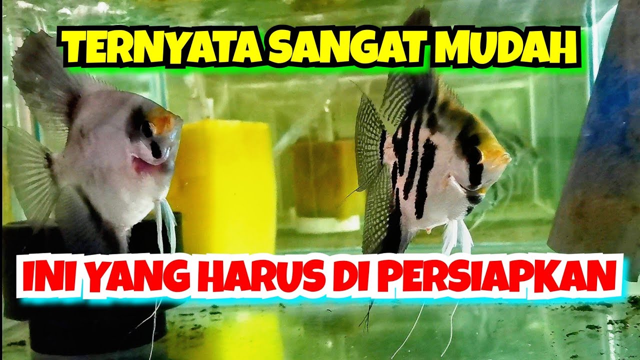 CARA TERNAK IKAN MANFISH | SANGAT MUDAH SEKALI | #ikanhias #ikanmanfish #manfish #ternakikan