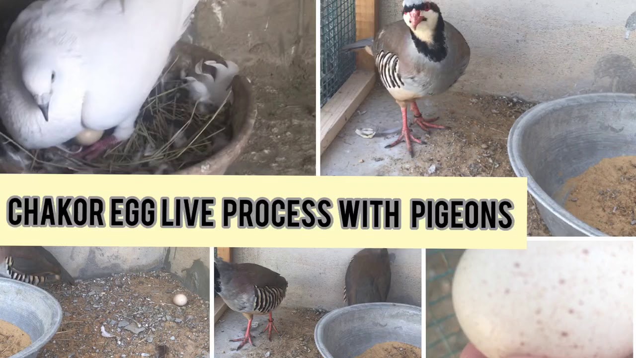 Chakor eggs  hatching 🥚 process with pigeons (PART 1)