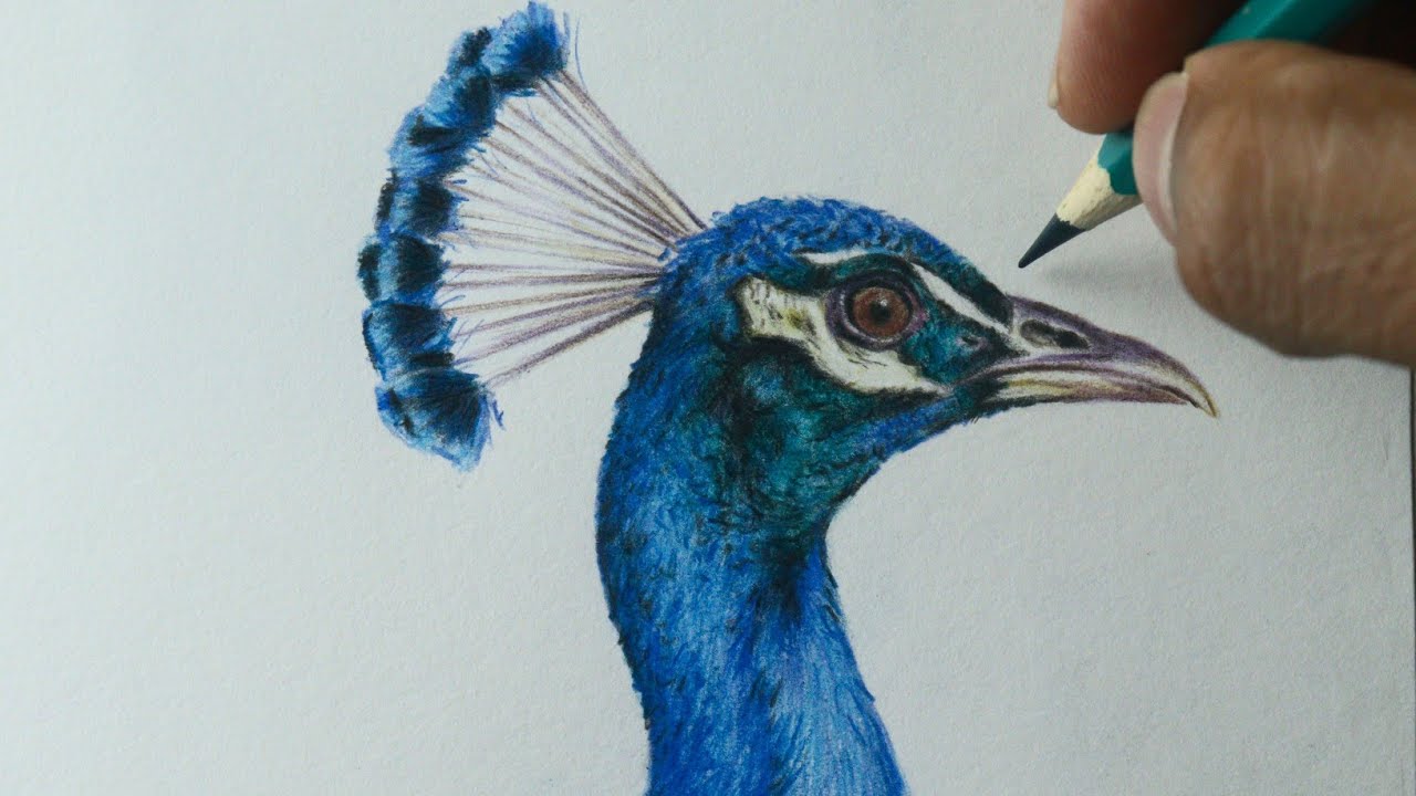Como desenhar um Pavão realista